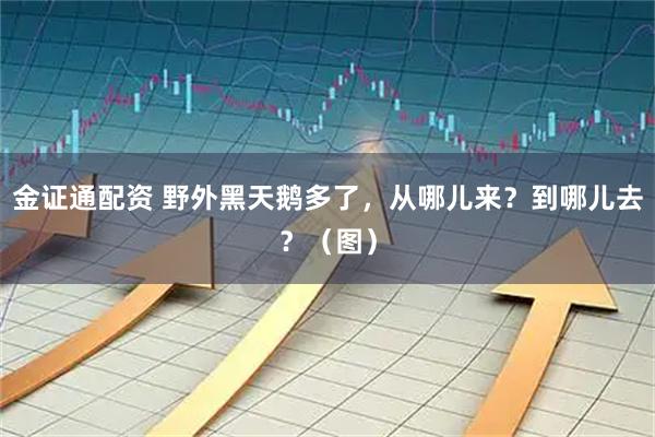 金证通配资 野外黑天鹅多了，从哪儿来？到哪儿去？（图）